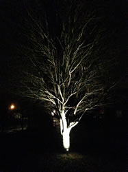 A tree in the dark being lit by outdoor lighting